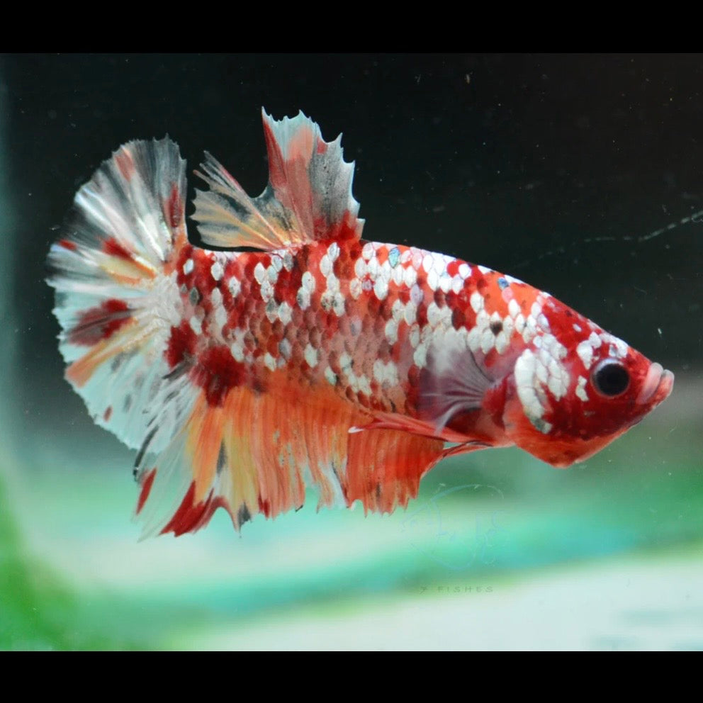 Red Gold Galaxy HMPK Male Betta 4cm