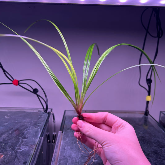 Cyperus Helferi Aquarium Plant Uncommon