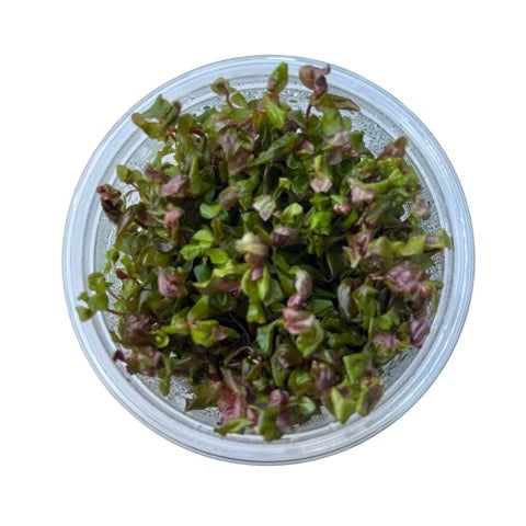 Rotala macrandra Tissue Culture