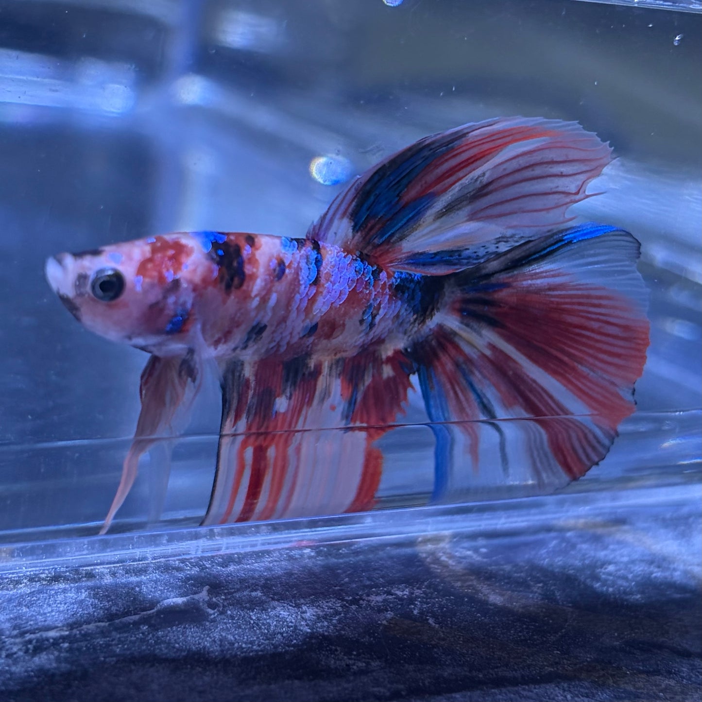 Halfmoon Multicolour/Koi Male Betta 3.5cm (C)
