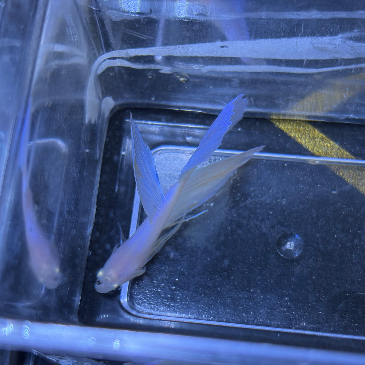 King Rose Tail Betta Male (B)