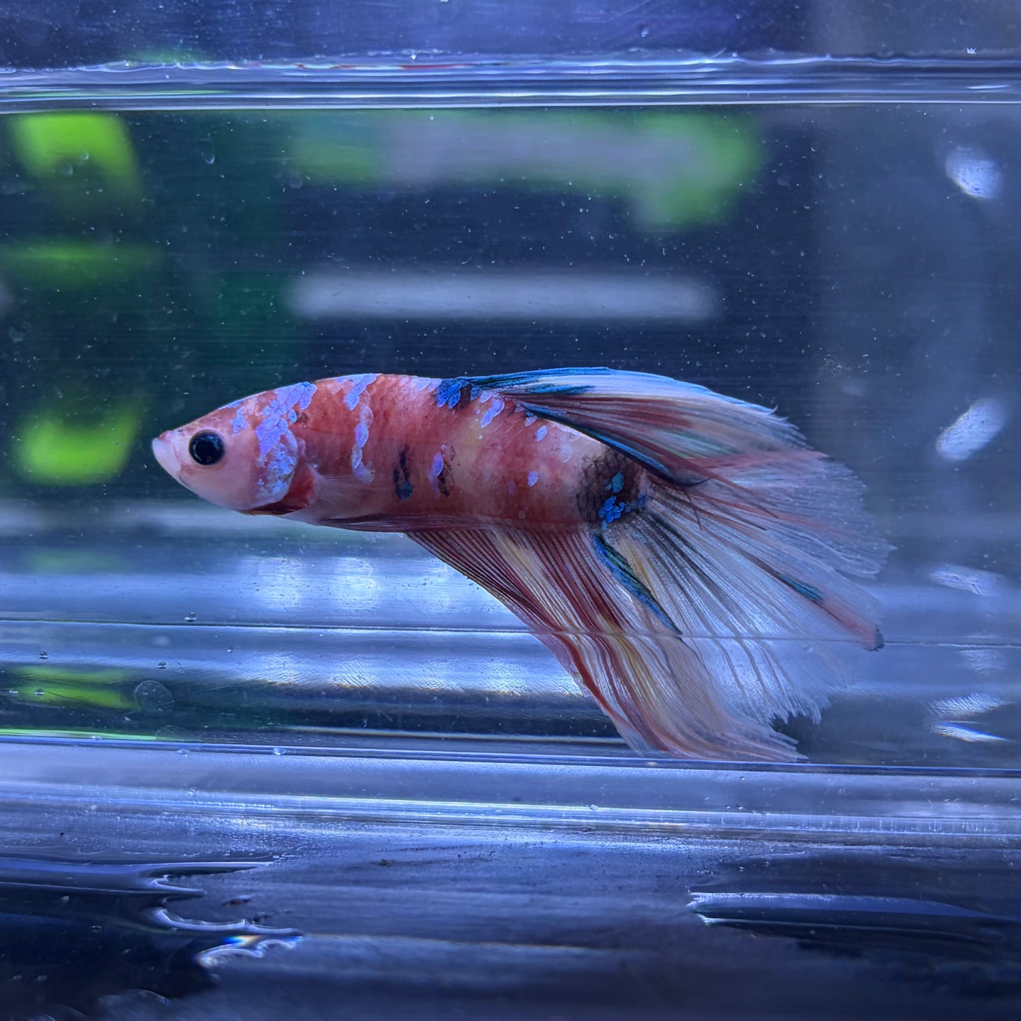 Halfmoon Multicolour/Koi Male Betta 3.5cm (J)