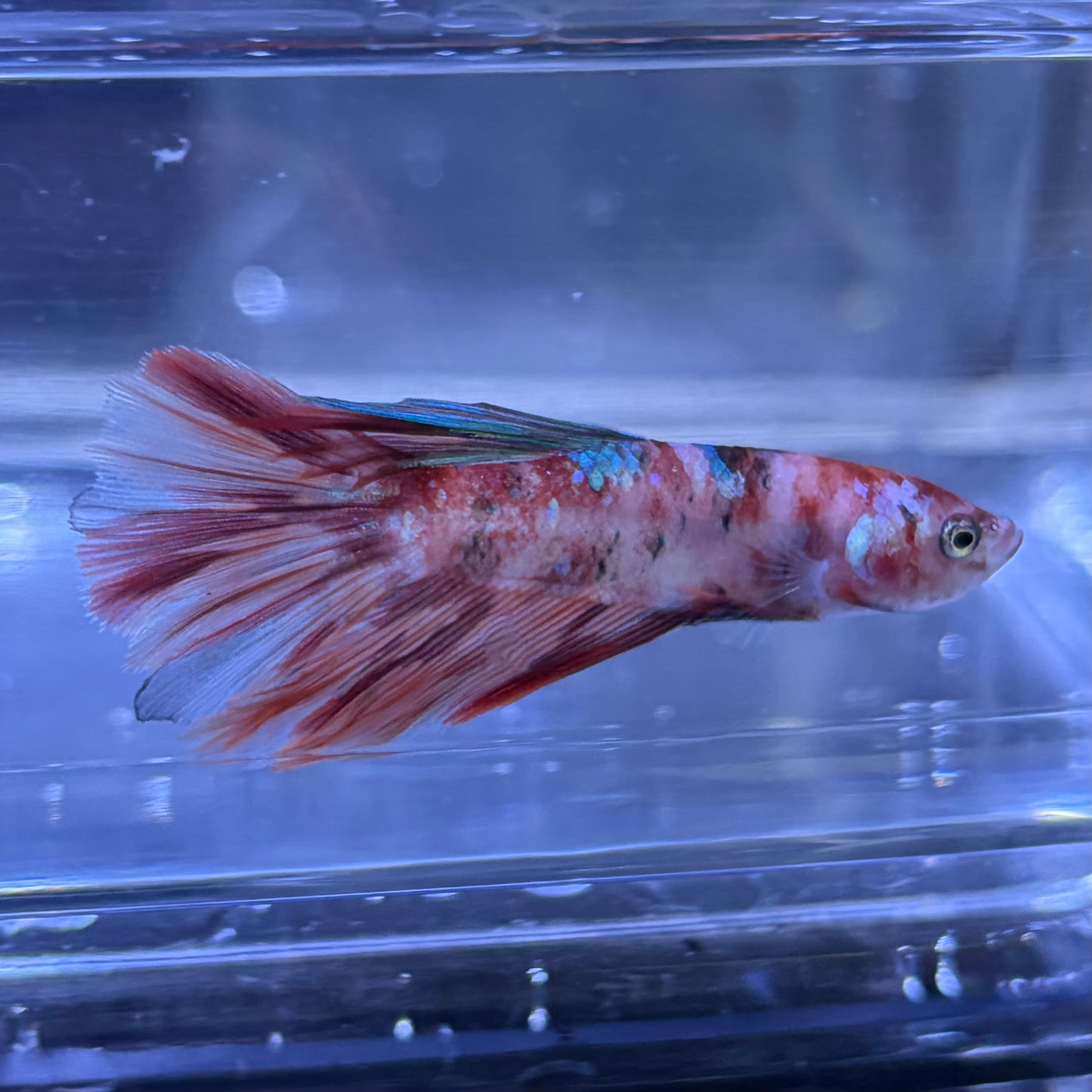 Halfmoon Multicolour/Koi Male Betta 3.5cm (M)