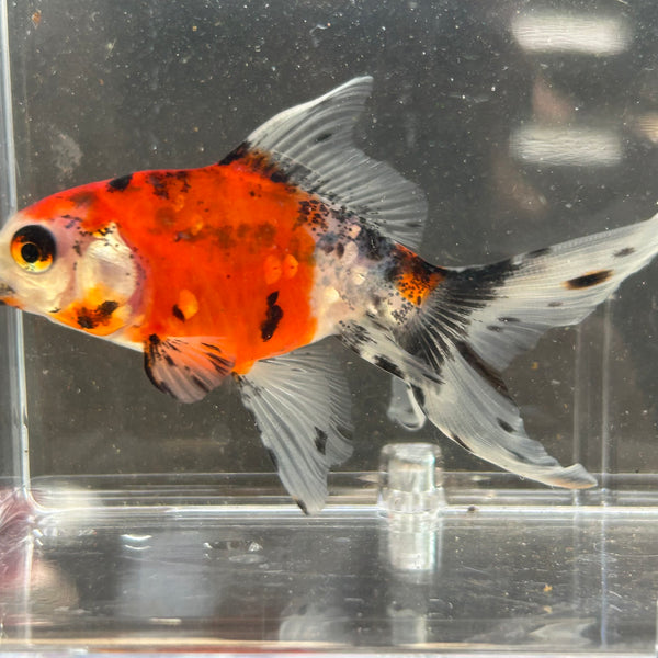 Calico Fantail Goldfish Carassius
auratus 7cm