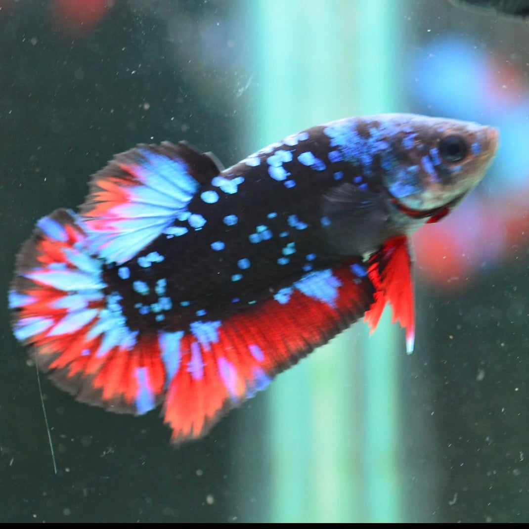 Blue Avatar Halfmoon Plakat Male Betta 4cm