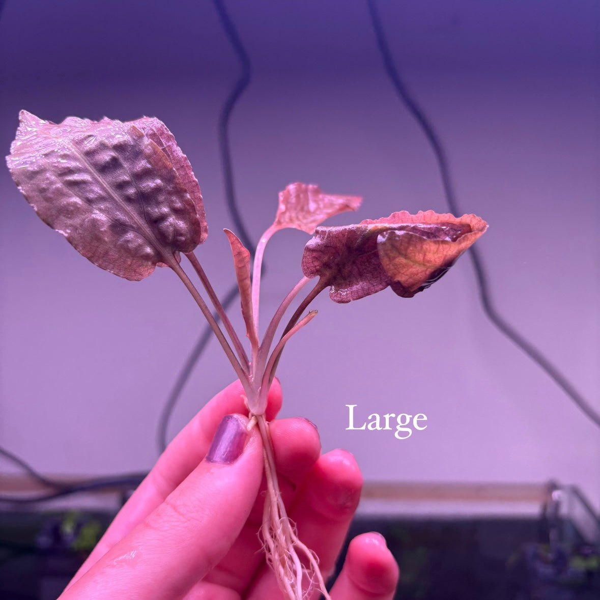 Crypt Wendtii Pink Flamingo ★