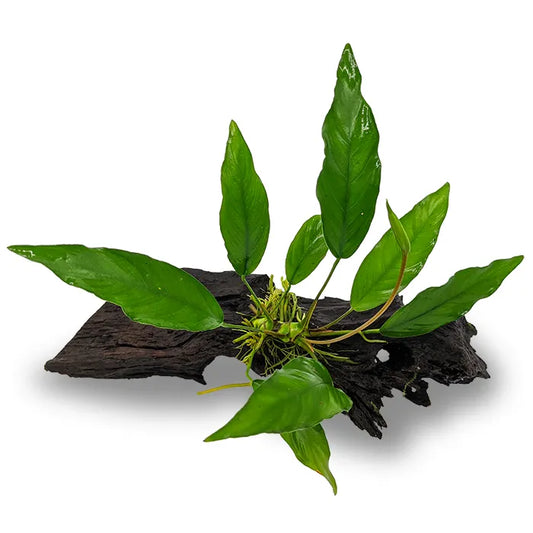 Anubias Lisa - Medium Driftwood