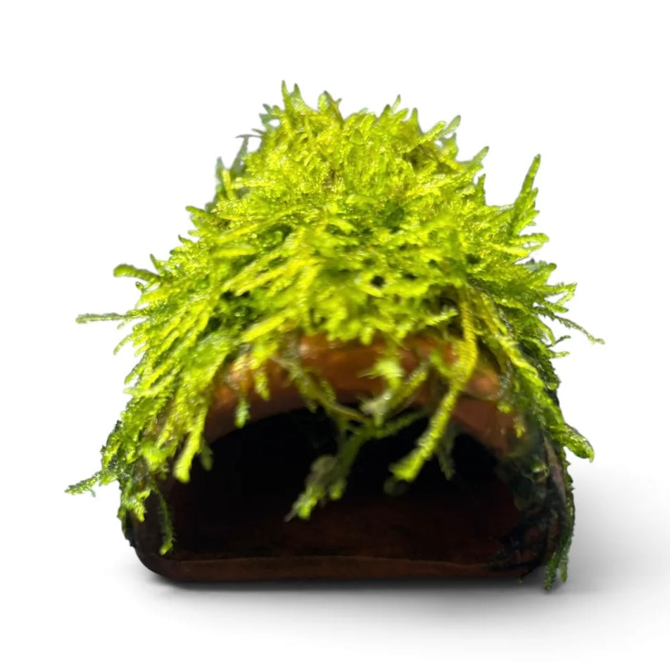 Terracotta Pleco Cave with Moss