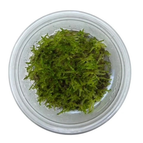 Vesicularia montagnei "Christmas moss" Xmas Tissue Culture