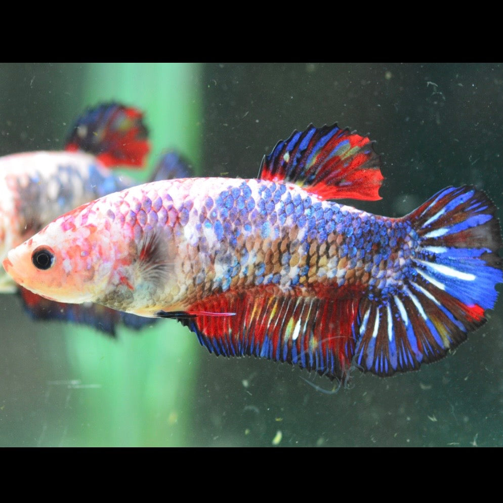 Giant HMPK Female Betta 5cm
