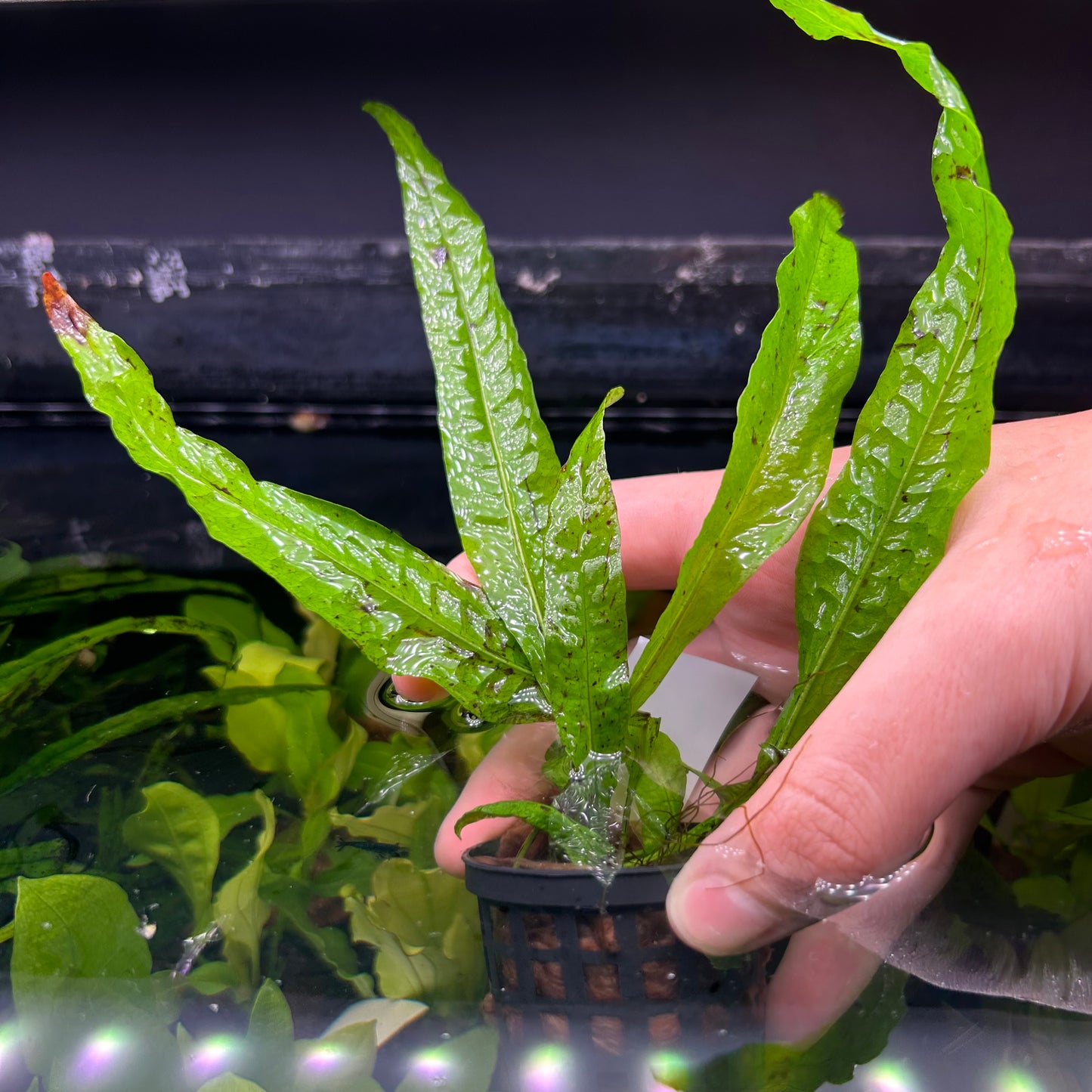 Java fern “Microsorum pteropus”  - Aquarium Fish Tank Aquatic Plant