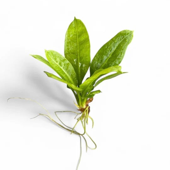 Echinodorus parviflorus tropica