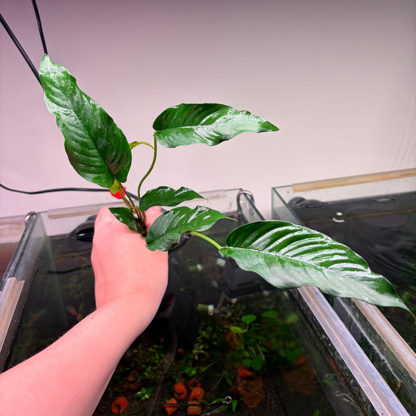 Anubias Pack 2A - 4x Plants