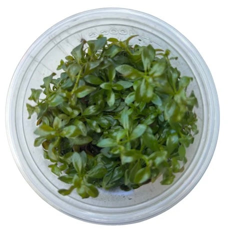 Ludwigia Dark Orange Tissue Culture