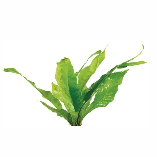 Micro Indo Bunches