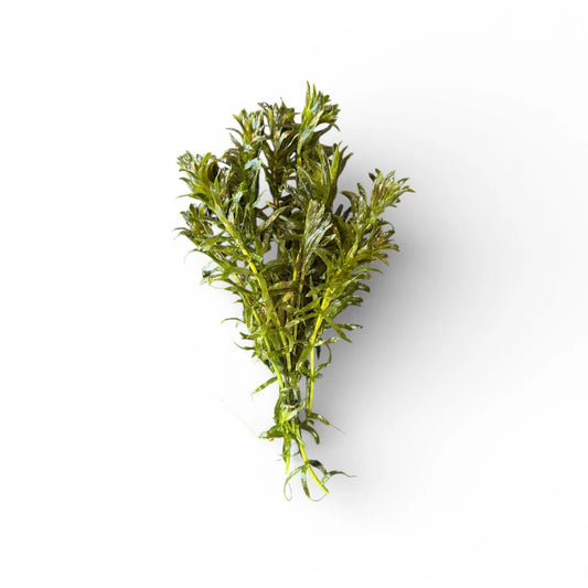 Hydrilla verticillata
