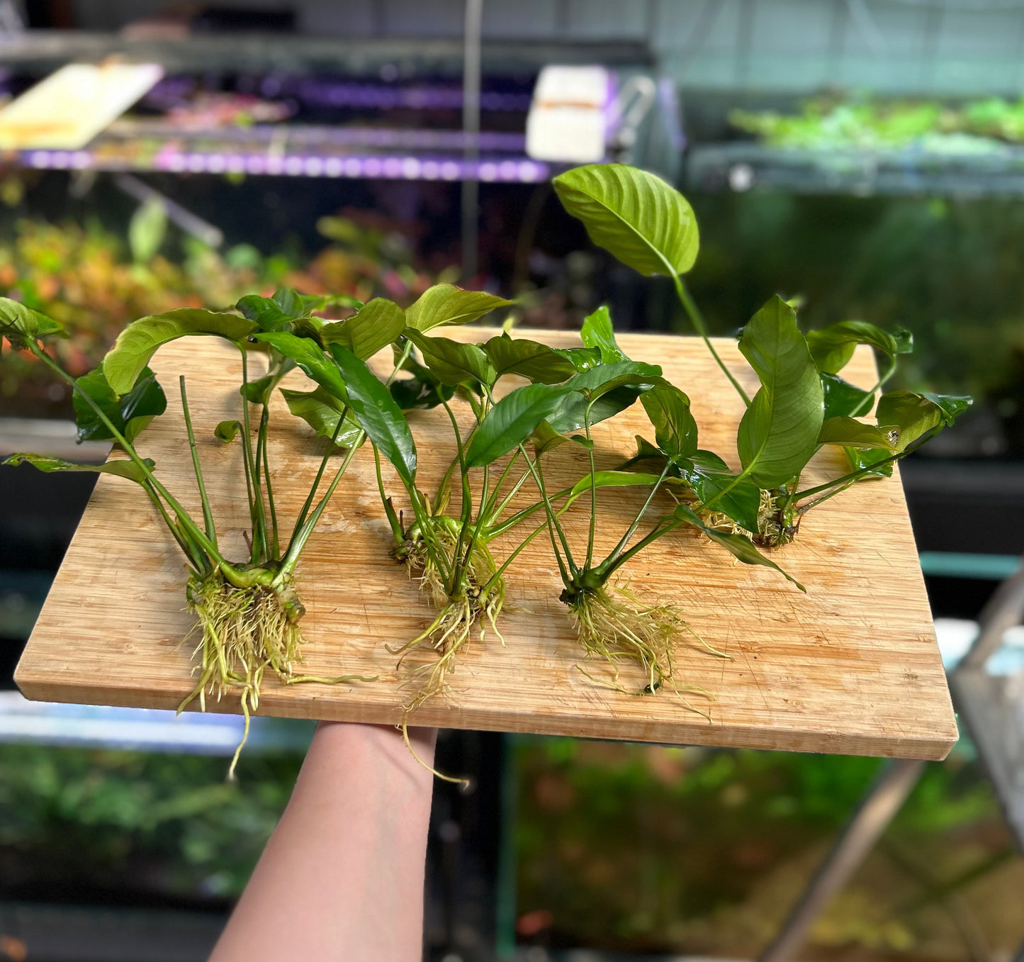 Assorted Anubias Pack 5 - Daily Bundle