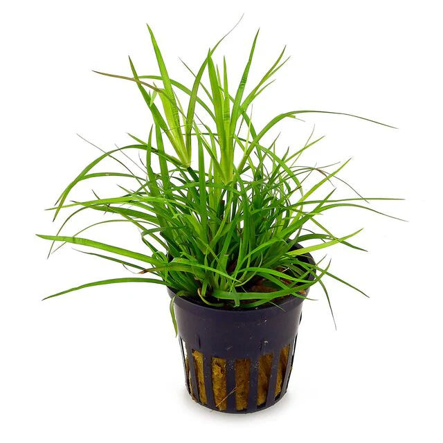 Juncus repens