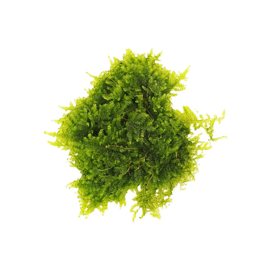 Christmas Moss - AquaLabs