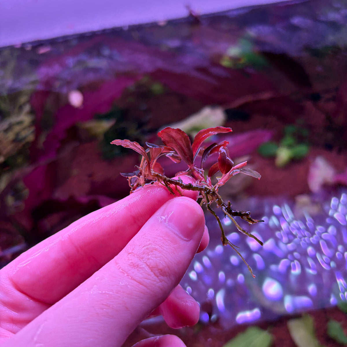 Bucephalandra Neo