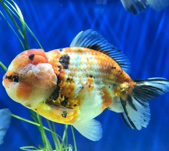 Yuan Bao Oranda Goldfish 8-9cm