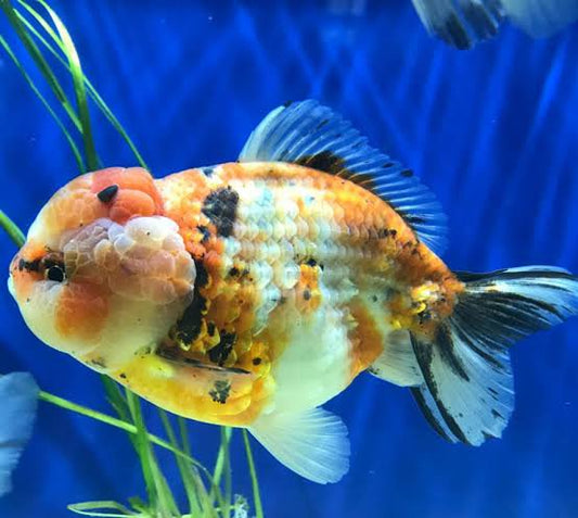 Yuan Bao Oranda Goldfish 8-9cm