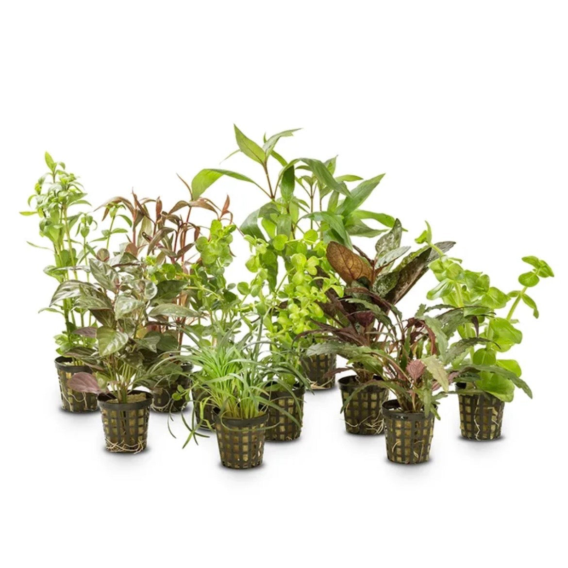 Assorted Hydroponic 5cm Potted Plants (mix of aquatic and terrarium plants)