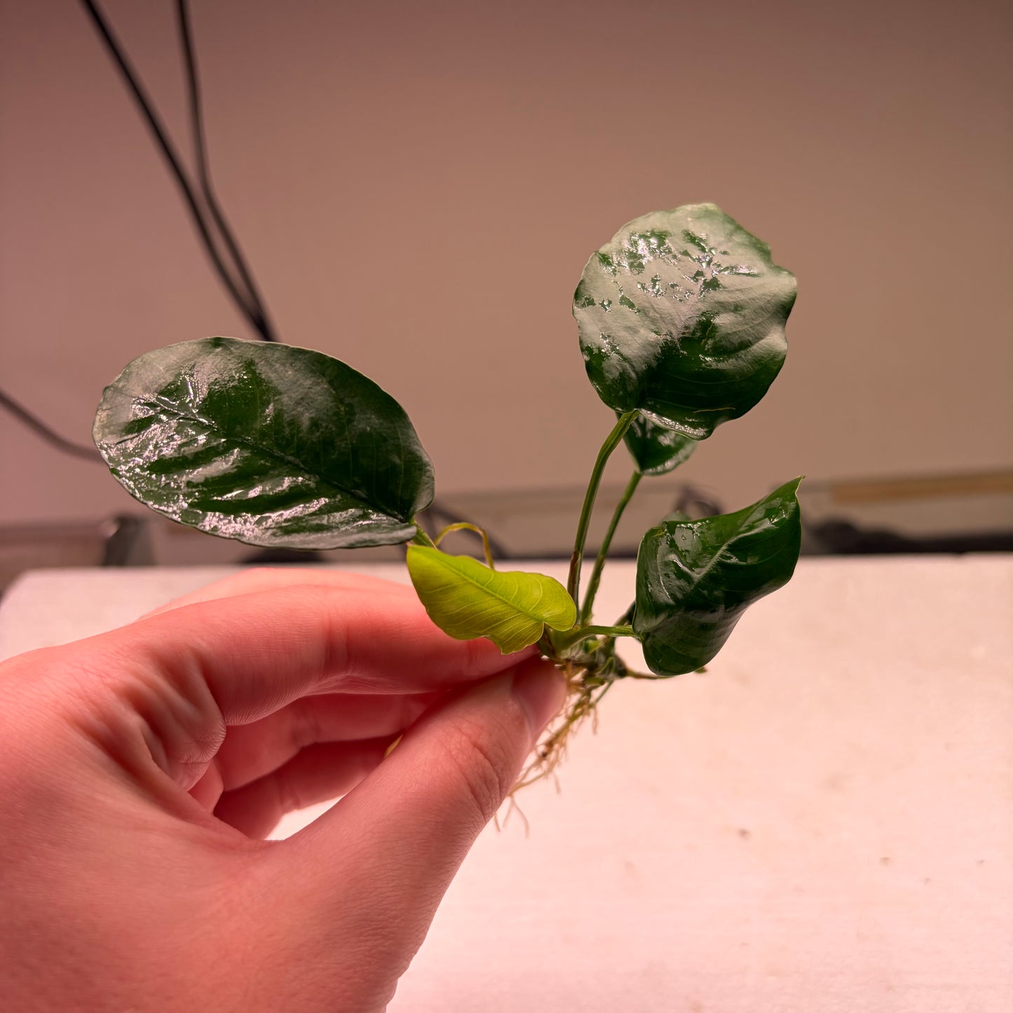 Anubias Pack 1A - 7x Plants