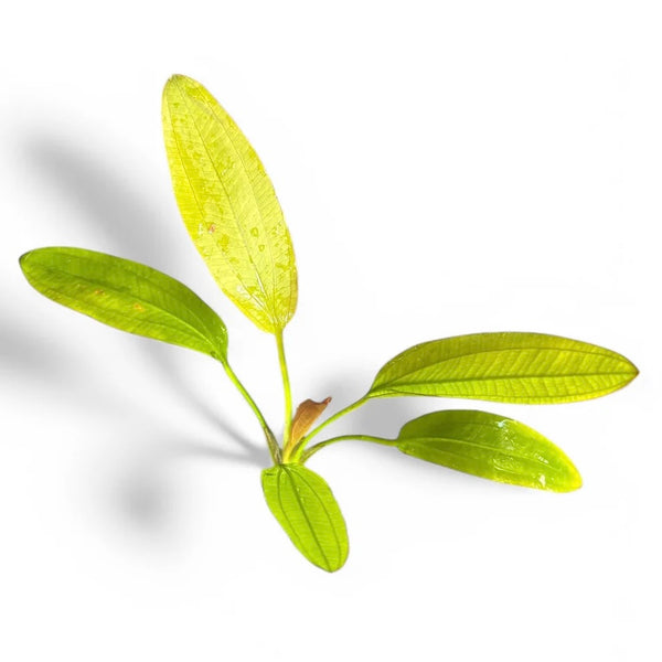 Echinodorus Fancy Twist