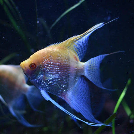 Albino Pearlscale Angelfish 6-7cm