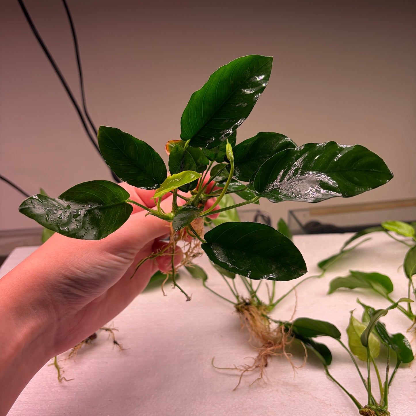 Anubias Pack 1A - 7x Plants