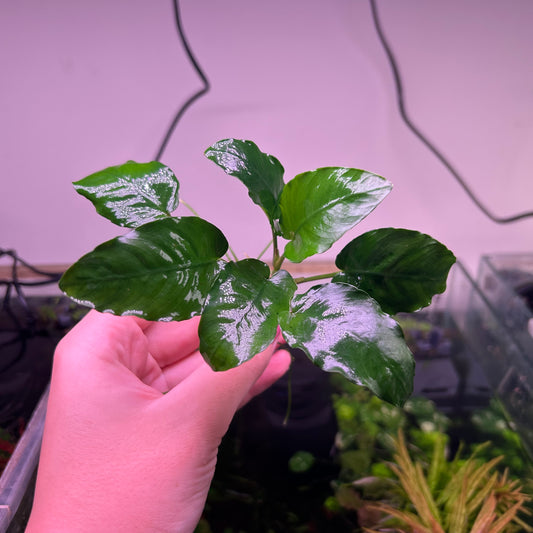 Anubias Nana ★