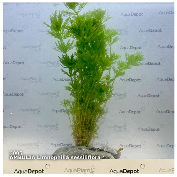 Ambulia limnophilia sessiliflora