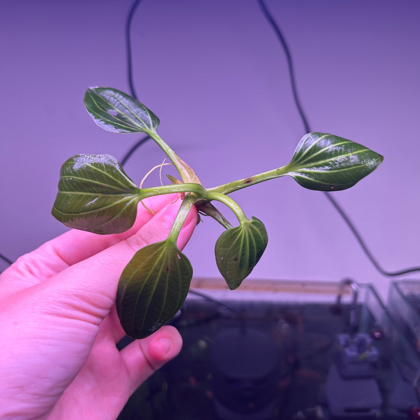 Echinodorus Iguazu 2009 ★