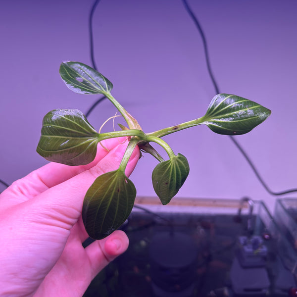 Echinodorus Iguazu 2009 ★