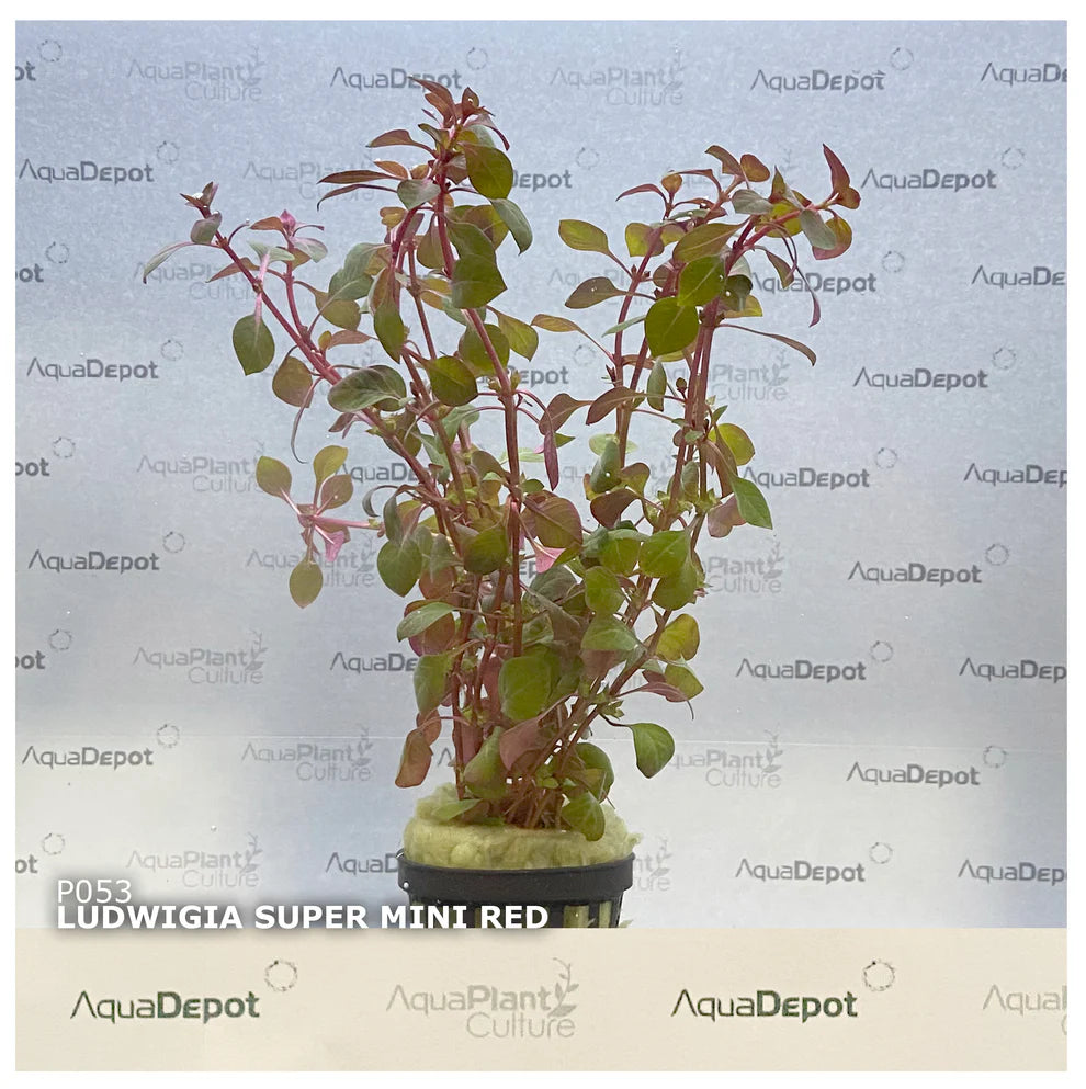 Ludwigia palustris "super mini red"