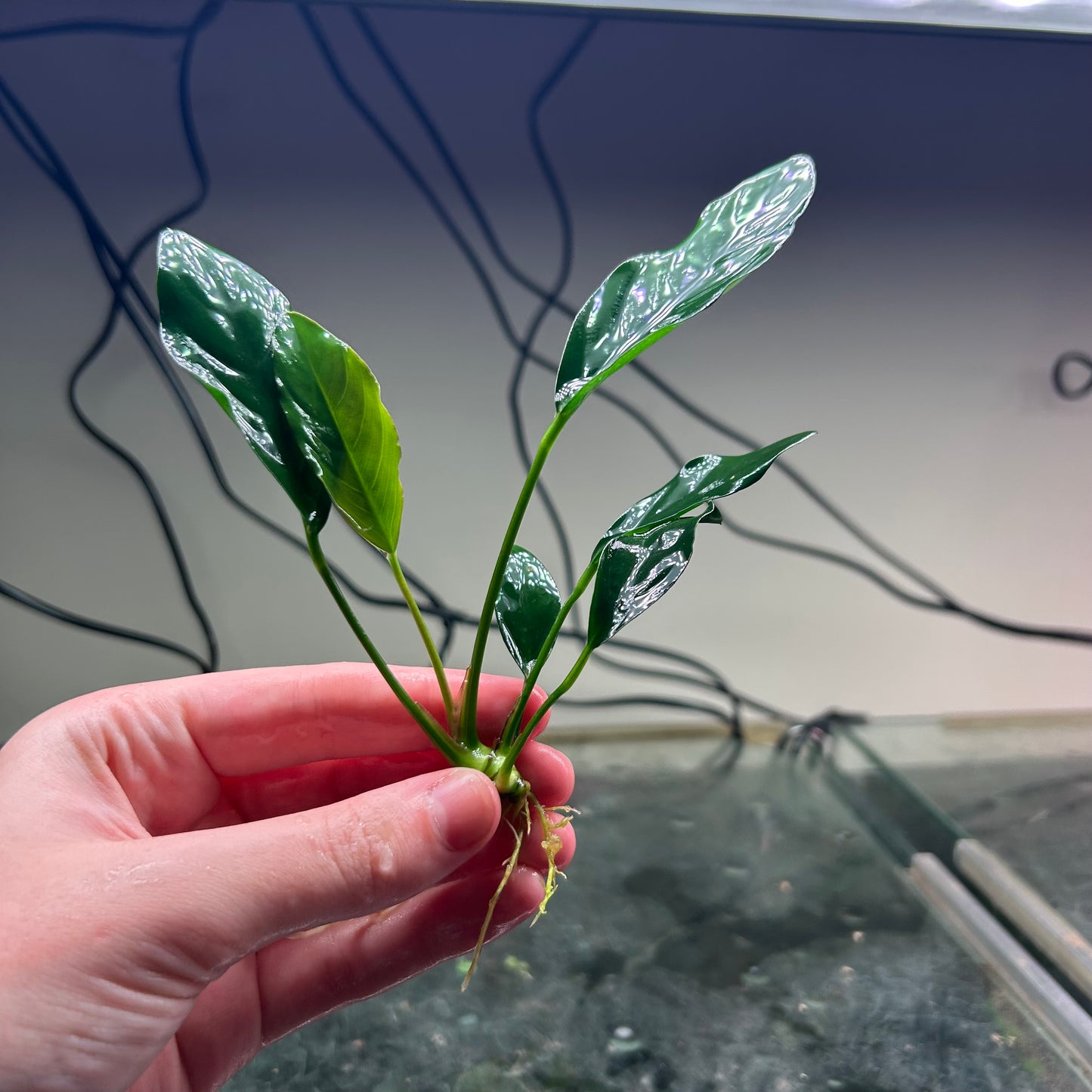 Assorted Anubias - Emersed Grown