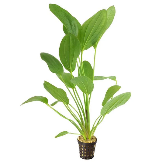 Echinodorus Felix