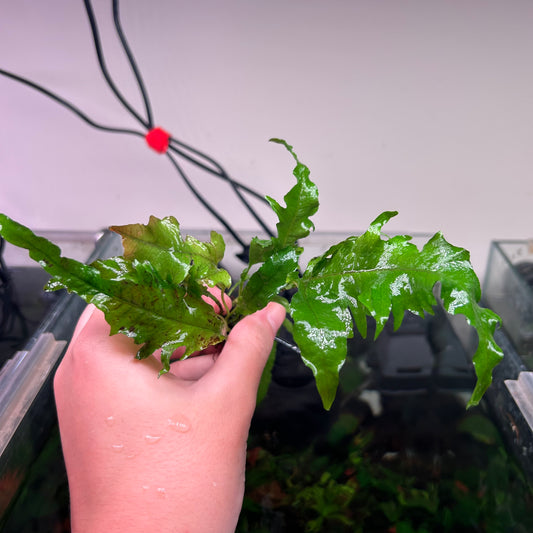 Java Fern Tropica - Rare ★