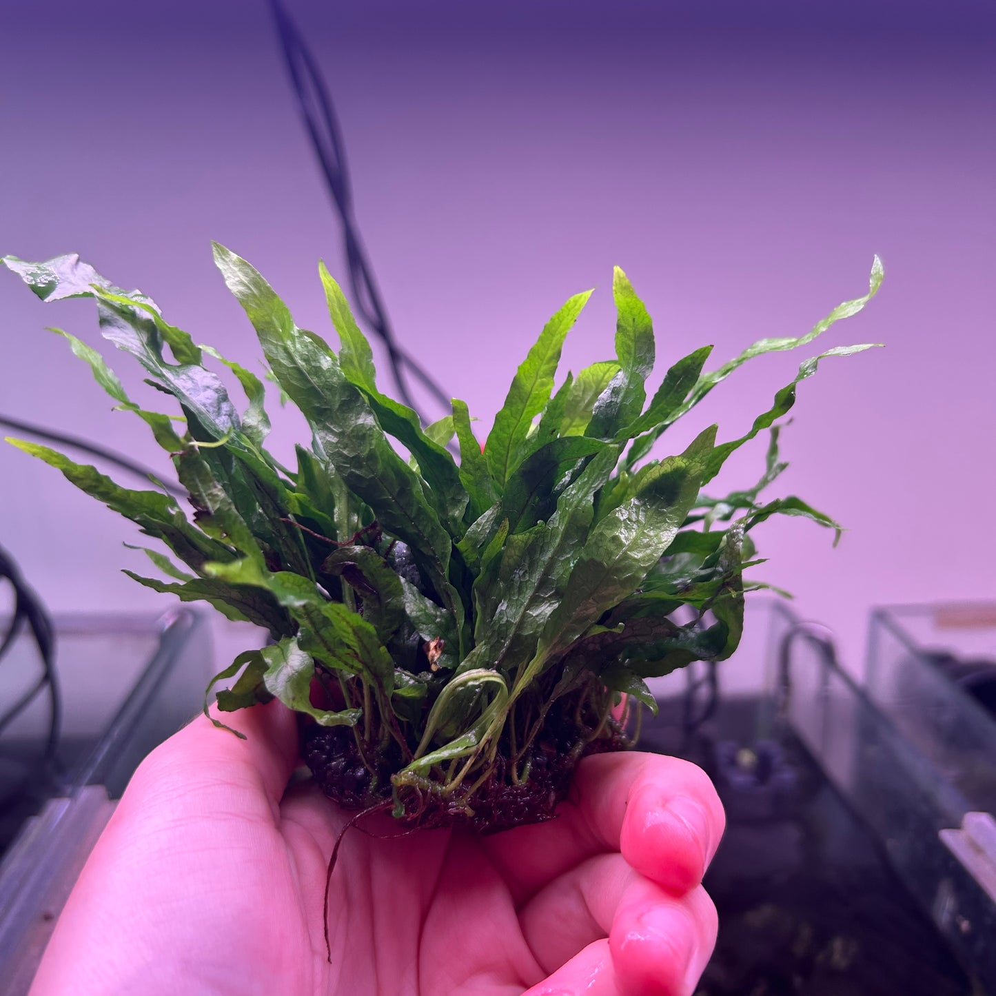 Java Fern Petite Clump on round Napad - Emersed Grown