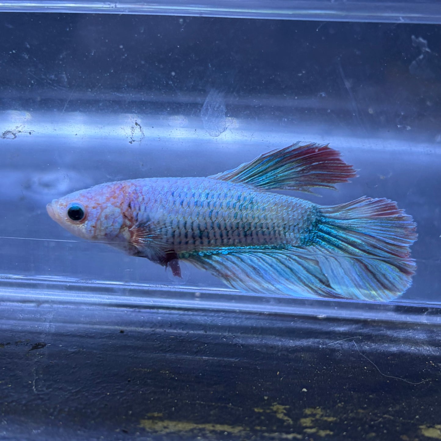 Super Delta Tail Male Betta 3.5cm (I) Shorter Fin