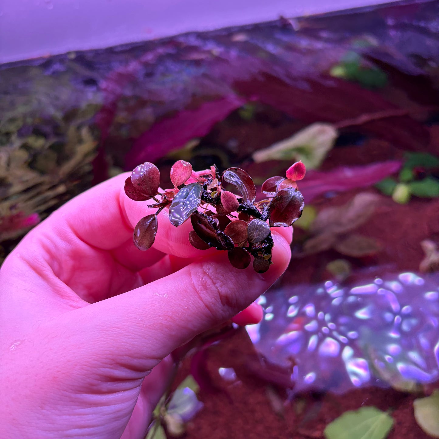 Bucephalandra Helena QQ