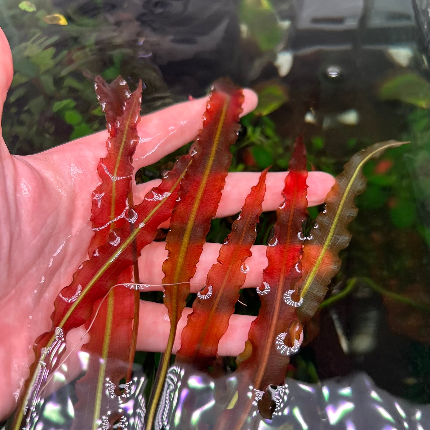 Aponogeton Crispus Red - Uncommon ★