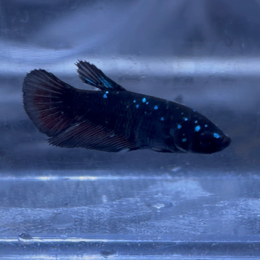 Halfmoon Avatar Betta Pair (C)