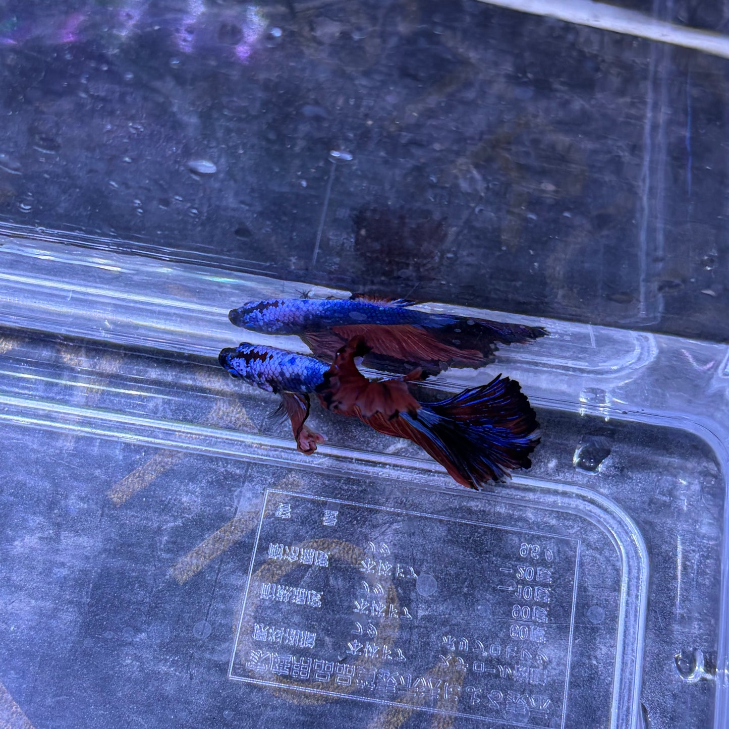 Super Delta Tail Male Betta 3.5cm (E)