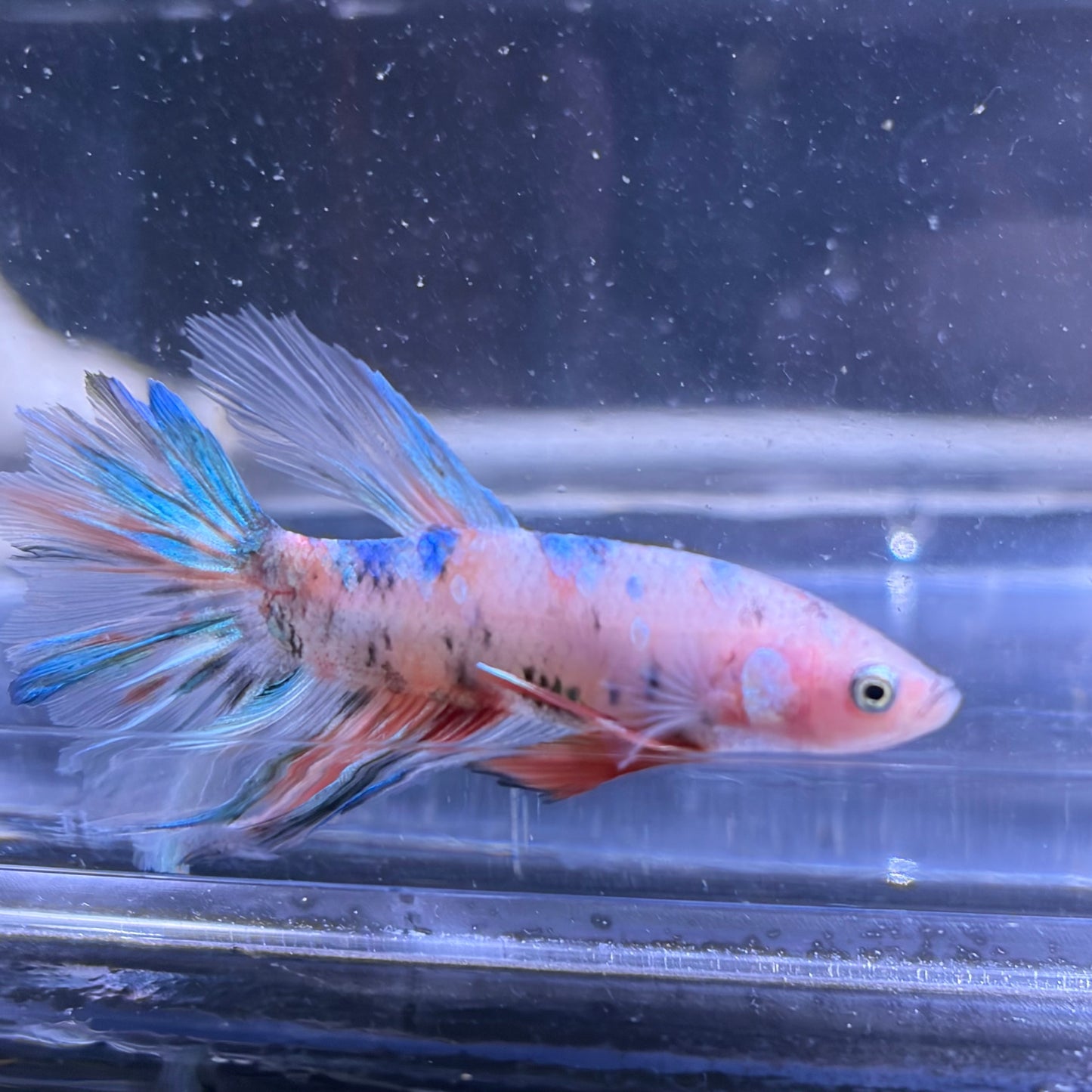 Giant Halfmoon Multicolour/Koi Male Betta 5-6cm (C)