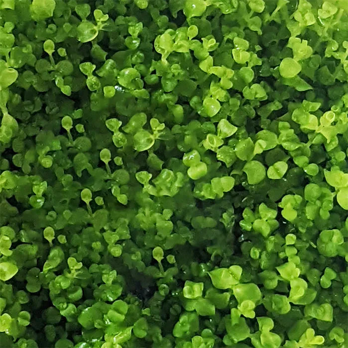 Micranthemum 'Takashi Carpet' - Tissue Culture