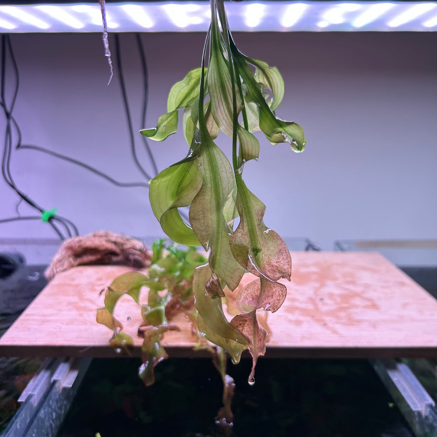 Aponogeton Ulvaceus Special Bundle