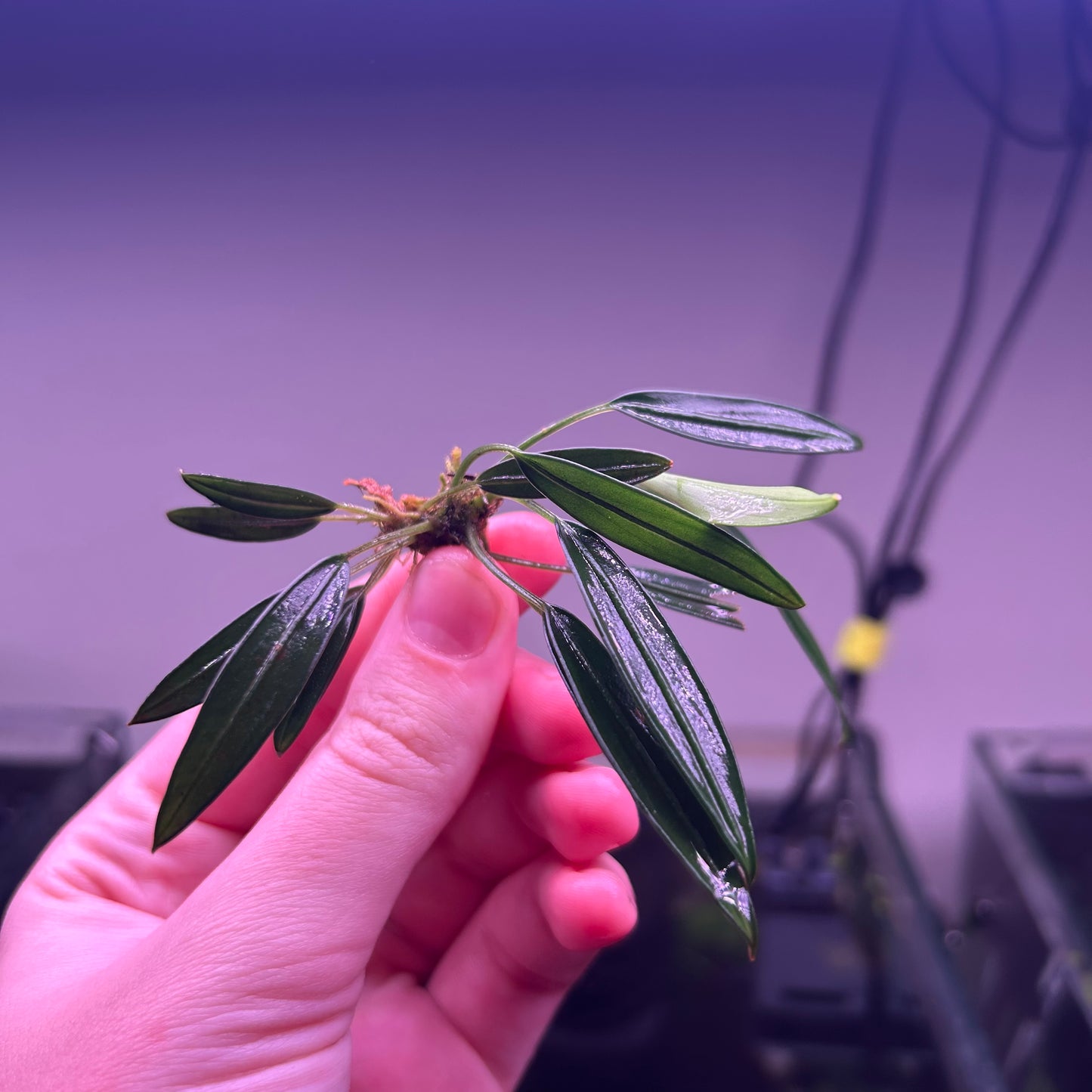 Aridarum Caulescens “Sabertooth" - RARE