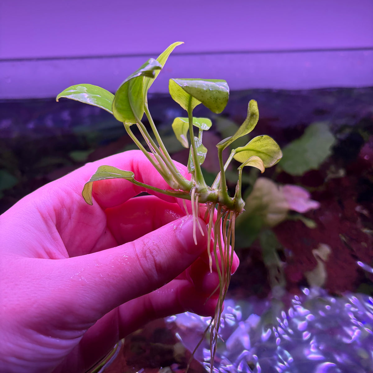 Anubias Nana Gold